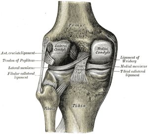 Ligaments of Knee